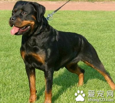 怎樣挑選羅威納犬 種公犬和種母犬都重要