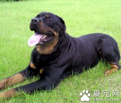 羅威納犬缺點 對主人依賴性太高