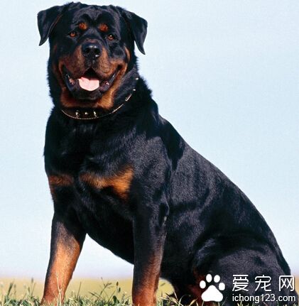 羅威納犬看家嗎 討厭陌生人侵犯它的領地