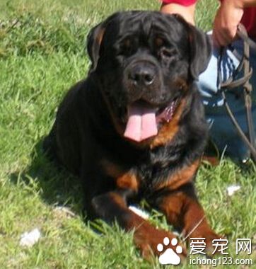 羅威納犬護主嗎 對主人非常有感情