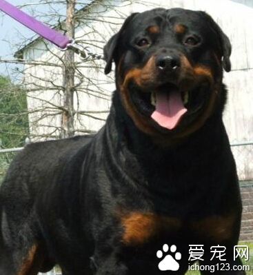 羅威納犬打架厲害嗎 不要隨便去侵犯它