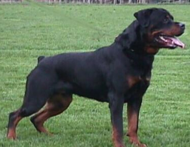 純種羅威納犬價格 它對主人絕對忠誠