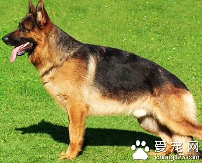 如何挑選德國牧羊犬 可以對它進行測試