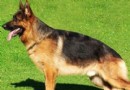 如何挑選德國牧羊犬 可以對它進行測試