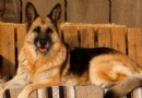 德國牧羊犬幼犬多少錢一只 樂於接受安排