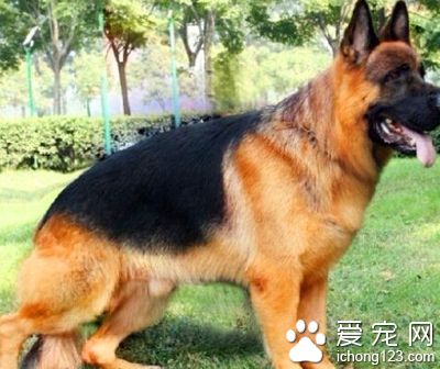 德國牧羊犬幼犬挑選 身體部分符合標准