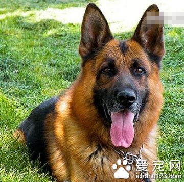 德國牧羊犬幼犬價格 是出色的工作犬