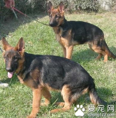 哪裡有賣德國牧羊犬的 很多銷售途徑購買