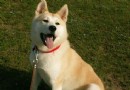 秋田犬有白色的嗎 顏色種類比較多