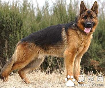 德國牧羊犬多少錢一只 價格比較高