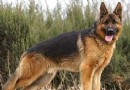德國牧羊犬多少錢一只 價格比較高