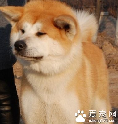 秋田犬脾氣 性質沉著溫順 感覺銳敏
