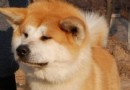 秋田犬脾氣 性質沉著溫順 感覺銳敏