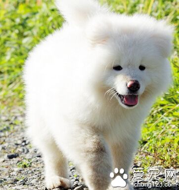 哪裡可以買到秋田犬 到秋田犬基地選購