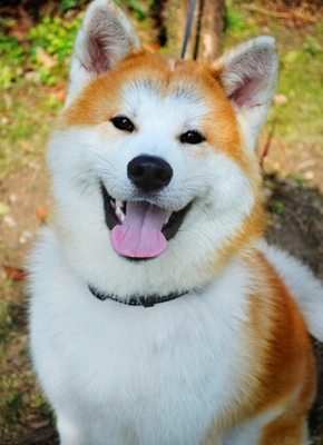 秋田犬幼犬多少錢 價格差異比較大