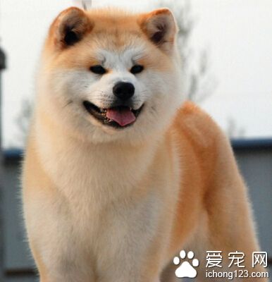 如何選購秋田犬 注意查看狗的相關證書