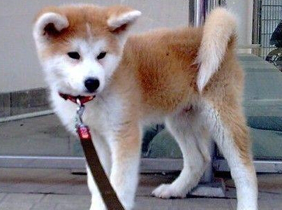 秋田犬多少錢 有日系和美系兩種秋田犬