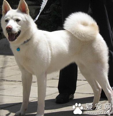 柴犬是秋田犬嗎 正確區分它們之間的差別