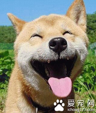 秋田犬一般多少錢 秋田對主人非常的忠心