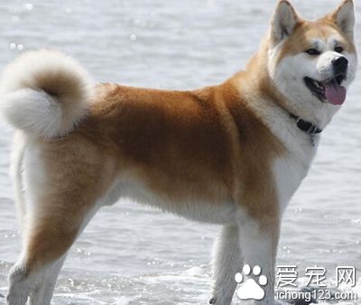 柴犬和秋田犬的區別 犬都有自己特性之處