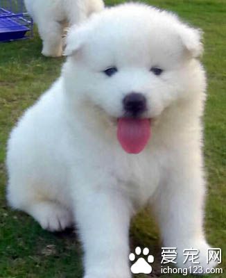 薩摩耶是大型犬嗎 屬於中型犬