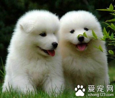 薩摩耶犬多少錢一只 各地價格都不一樣