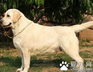  拉布拉多一般多少錢 由很多因素決定