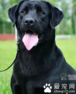 拉布拉多幼犬多少錢 賽級拉布拉多更貴