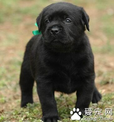 怎麼挑選拉布拉多 具備穩定的性情