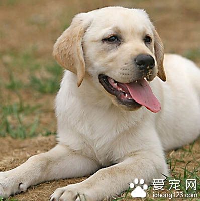 拉布拉多怎麼樣 是優秀的伴侶犬