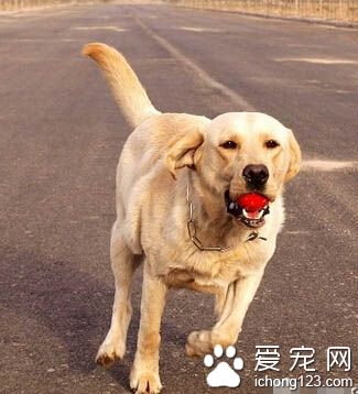  純種拉布拉多犬價格 根據很多不同因素決定