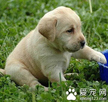  拉布拉多和金毛的區別 區分是有章可循的