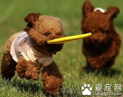  最適合家養的大型犬 更顯霸氣不矯情