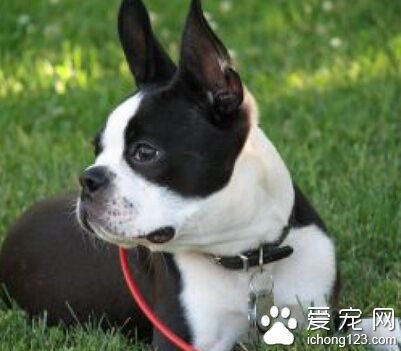 波士頓梗怎麼選 跟法國斗牛犬區分好