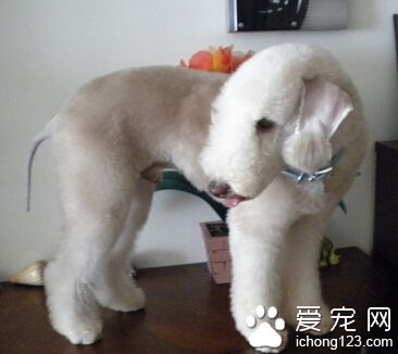 貝靈頓梗是大型犬嗎 是中型犬適合居家飼養
