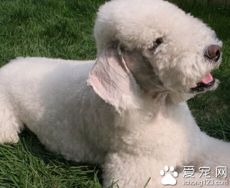 貝靈頓梗哪裡賣 一種長得像綿羊一樣的狗