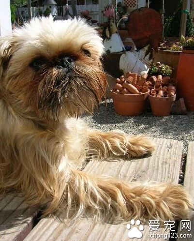 布魯塞爾粗毛獵犬有什麼缺點 面對陌生人有很強的自我意識
