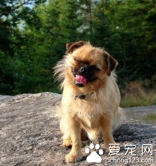 布魯塞爾粗毛獵犬的價格 分成紅長毛犬和黑毛犬兩種