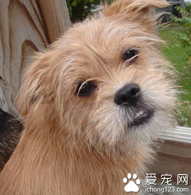 布魯塞爾粗毛獵犬哪裡賣 身體強健 容易飼養