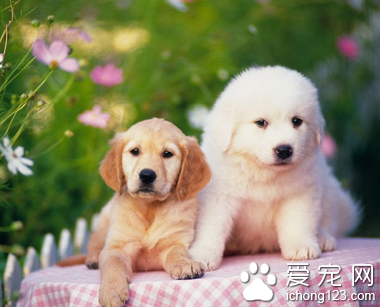  適合家養的中小型犬 根據自己的喜好選擇