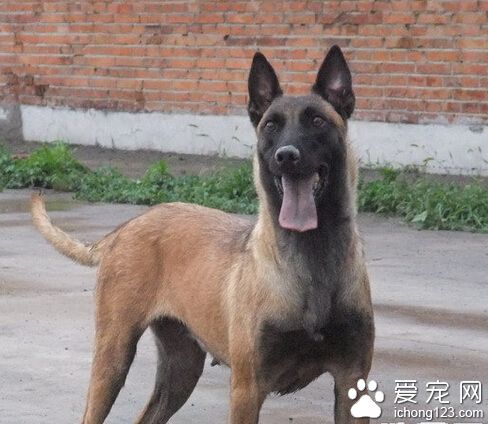  比利時瑪利諾犬怎麼選 時間也對挑選幼犬有所影響