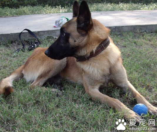 比利時瑪利諾犬好養嗎 幼犬需要主人細心照料