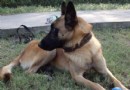 比利時瑪利諾犬好養嗎 幼犬需要主人細心照料
