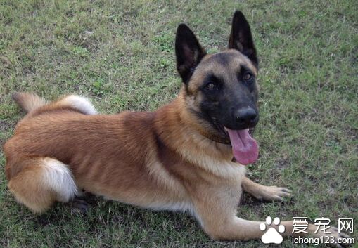 比利時瑪利諾犬哪裡賣 熟人家裡買的小崽健康又省錢