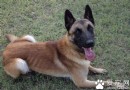 比利時瑪利諾犬哪裡賣 熟人家裡買的小崽健康又省錢