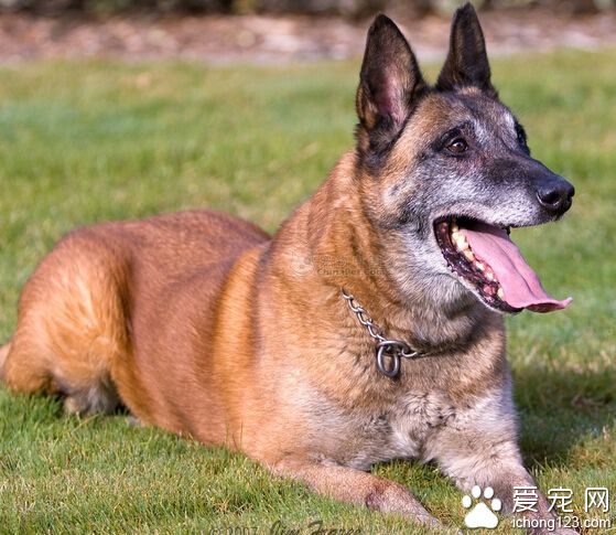 比利時瑪利諾犬價格 比利時牧羊犬四個品種之一