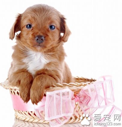 適合家養的狗 根據家庭條件選擇適合的狗狗