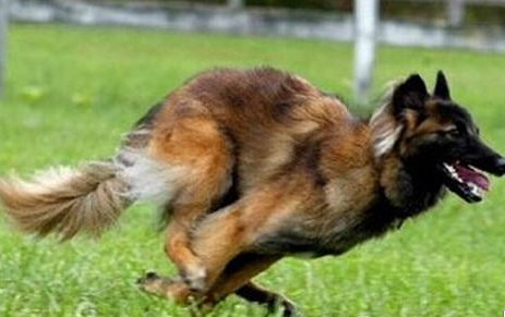 比利時坦比連犬價格 一種勻稱的中型犬