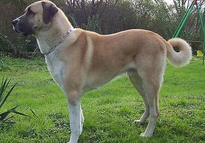 安娜圖牧羊犬哪裡賣 正規的寵物交易市場