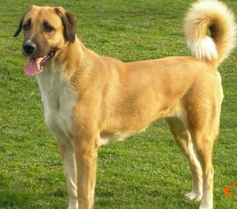 安娜圖牧羊犬的價格 價格相差很大